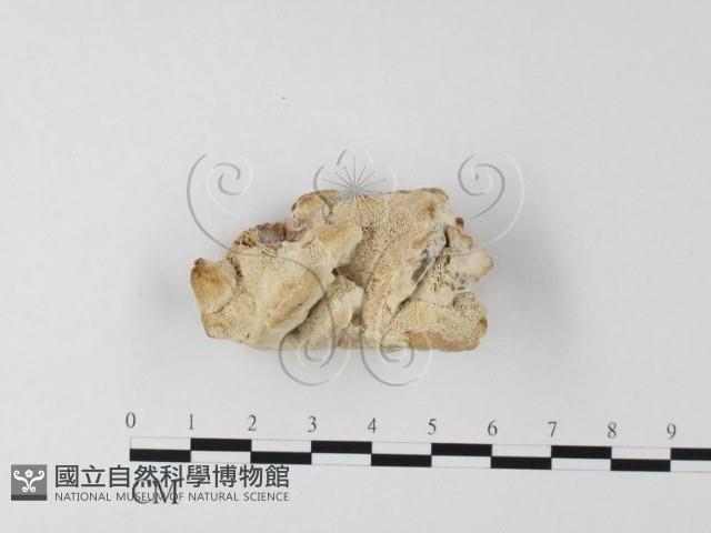 栓菌屬藏品圖，第1張