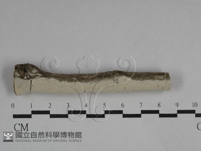 登錄號:F0029553藏品圖，第1張