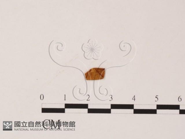 登錄號:F0019553藏品圖，第1張