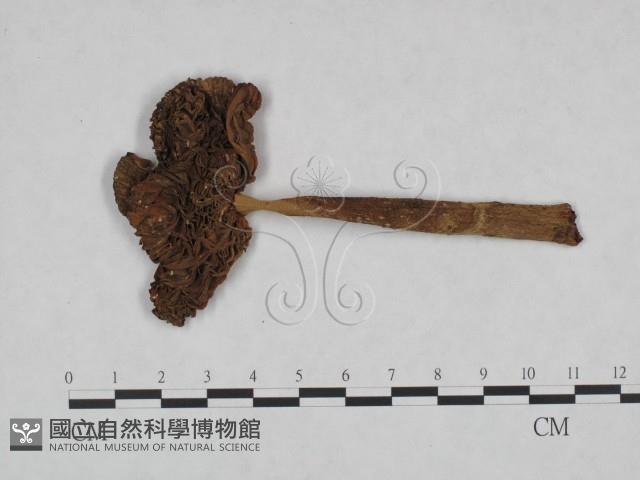 登錄號:F0023553藏品圖，第1張