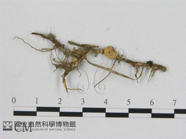 小菇屬藏品圖，第1張