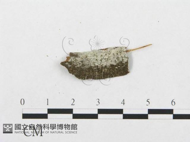 登錄號:F0013553藏品圖，第1張