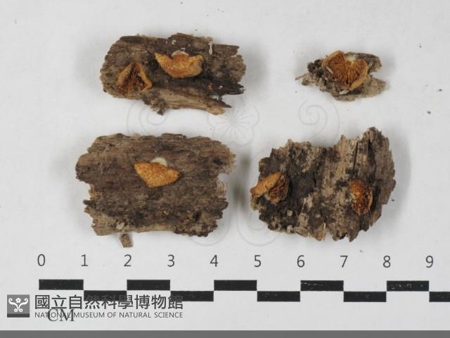 登錄號:F0033553藏品圖，第1張