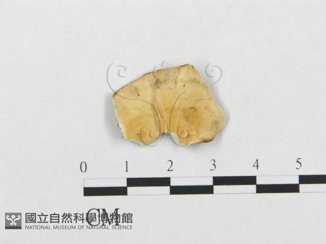 登錄號:F0008153藏品圖，第1張