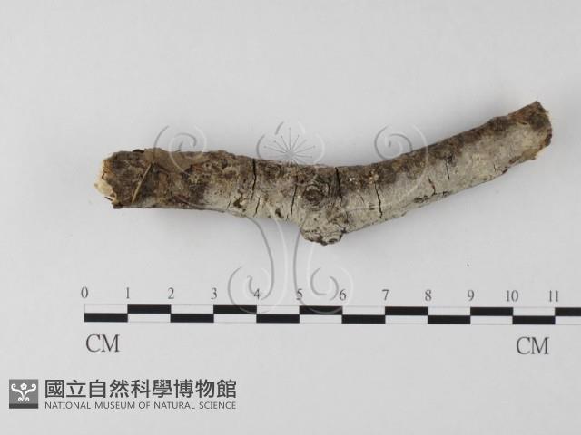 登錄號:F0020153藏品圖，第1張