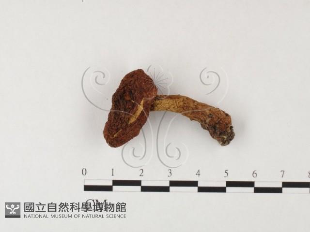 登錄號:F0026153藏品圖，第1張