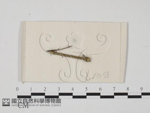 登錄號:F0021153藏品圖，第1張