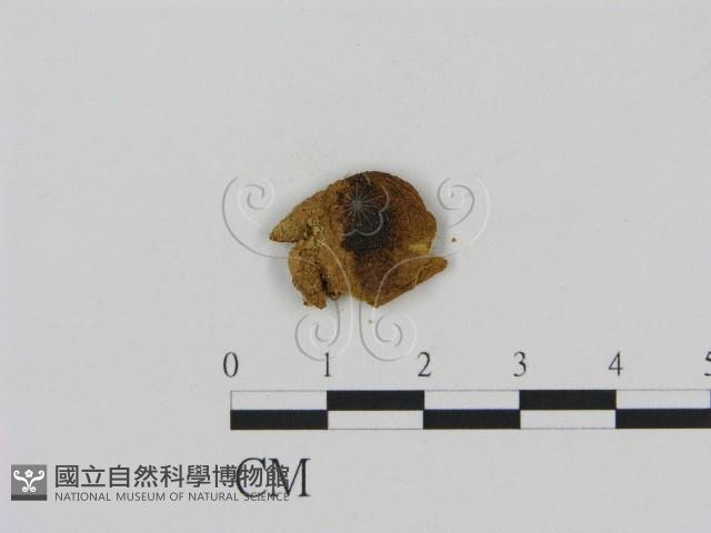 登錄號:F0011153藏品圖，第1張
