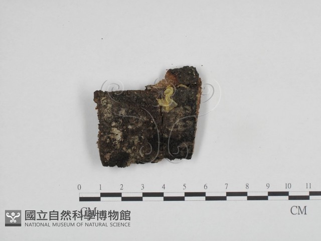 登錄號:F0024153藏品圖，第1張