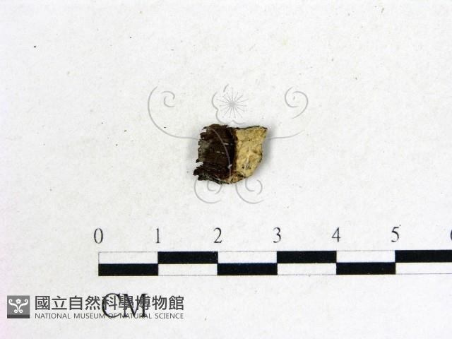 登錄號:F0004153藏品圖，第1張