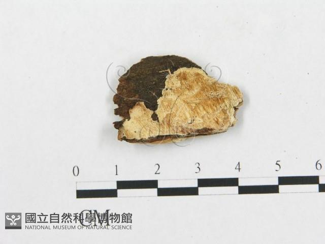 登錄號:F0014153藏品圖，第1張
