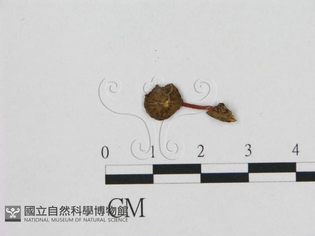 小皮傘屬藏品圖，第1張