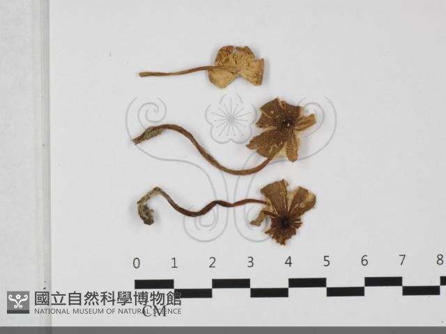 登錄號:F0032153藏品圖，第1張