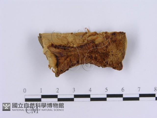 登錄號:F0007153藏品圖，第1張