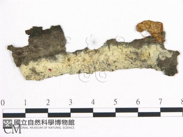 登錄號:F0017153藏品圖，第1張
