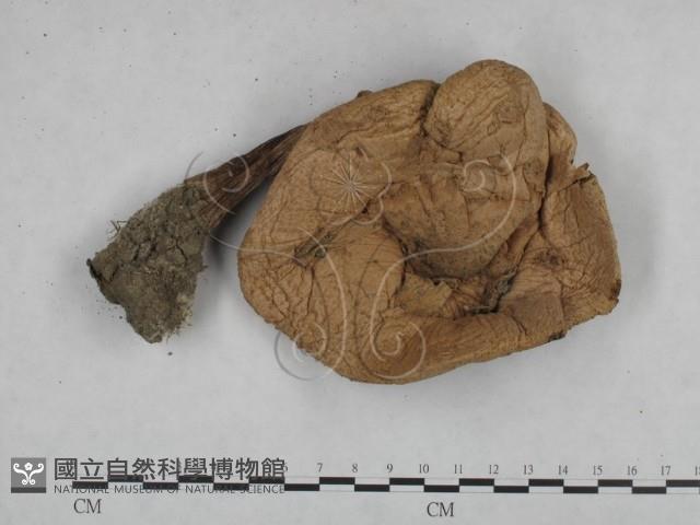 登錄號:F0025153藏品圖，第1張