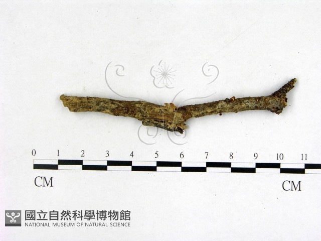 登錄號:F0005153藏品圖，第1張