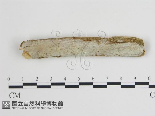 登錄號:F0015153藏品圖，第1張