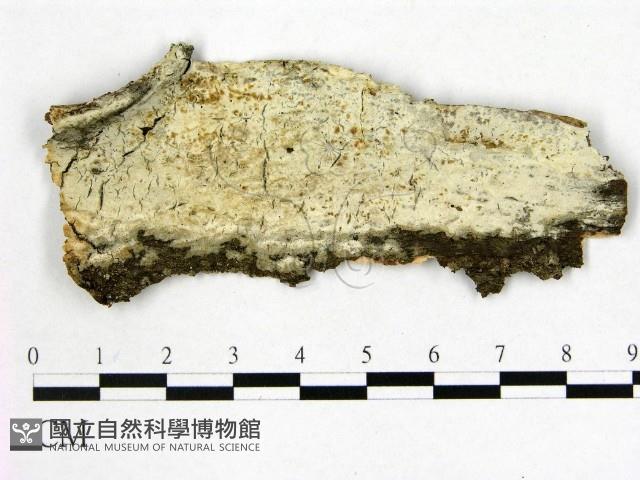 顯絲菌屬藏品圖，第1張