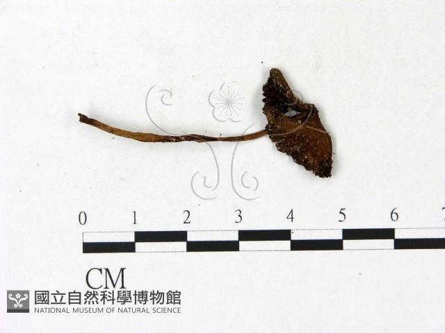 登錄號:F0023153藏品圖，第1張