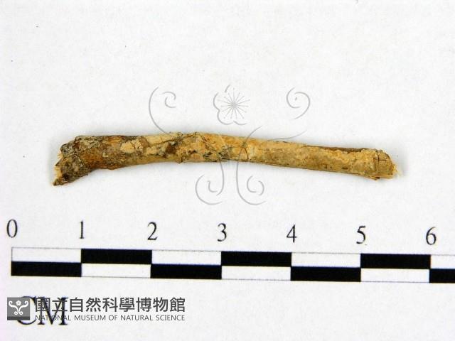 登錄號:F0003153藏品圖，第1張