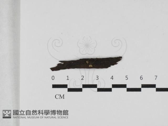 Accession Number:F0033153 Collection Image, Figure 1, Total 2 Figures