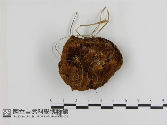 登錄號:F0008053藏品圖，第1張