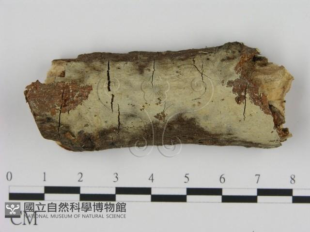 登錄號:F0000053藏品圖，第1張