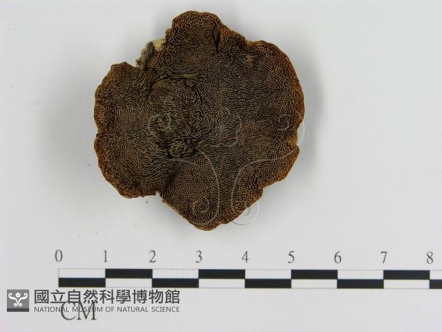 登錄號:F0010053藏品圖，第1張