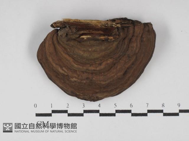 靈芝屬藏品圖，第1張