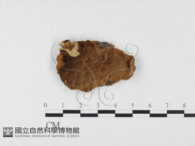 登錄號:F0026053藏品圖，第1張