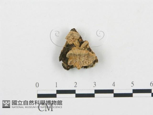 登錄號:F0006053藏品圖，第1張