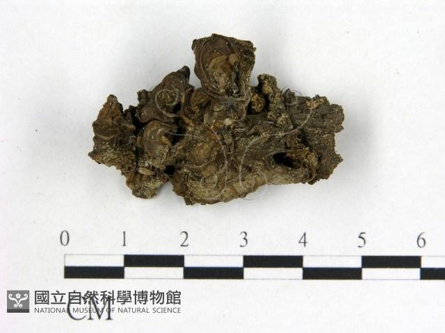 木耳屬藏品圖，第1張