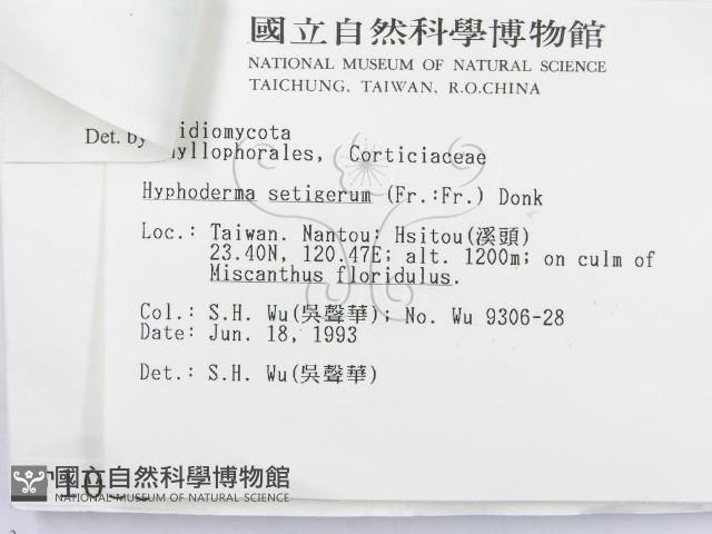 硬孔菌屬藏品圖，第3張