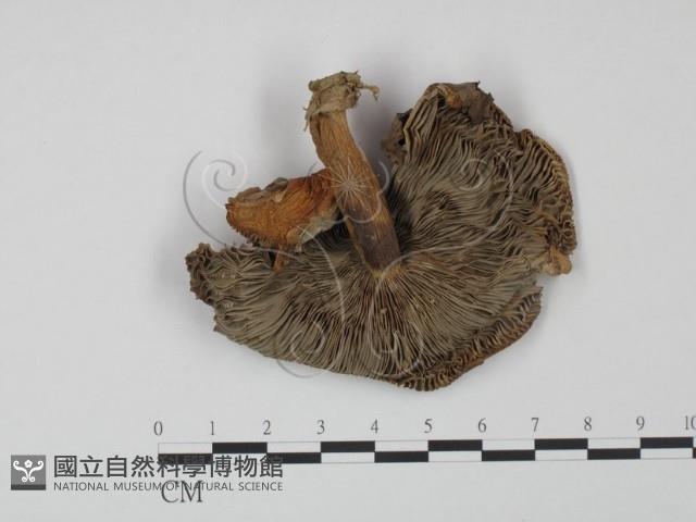 登錄號:F0011053藏品圖，第1張
