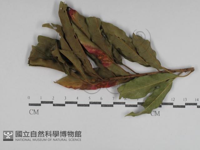 登錄號:F0031053藏品圖，第1張