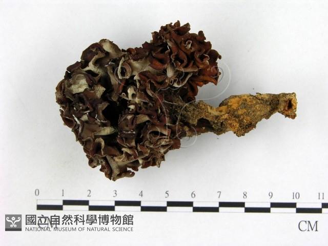 登錄號:F0004053藏品圖，第1張