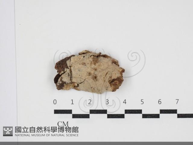 刺皮菌屬藏品圖，第1張