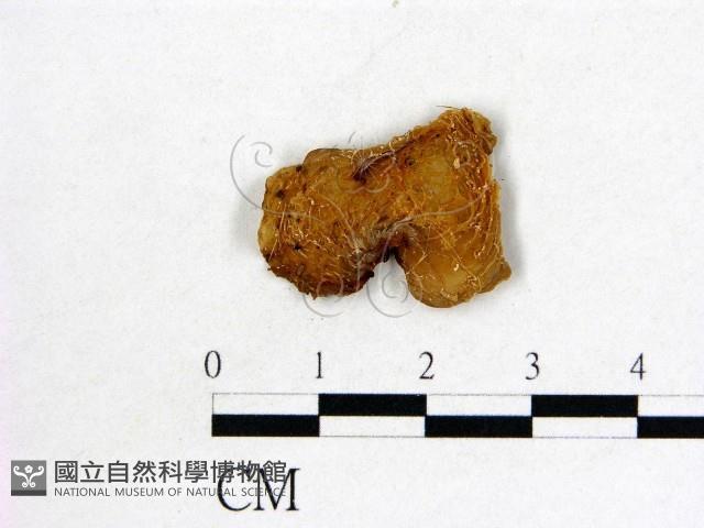 皺木耳藏品圖，第1張