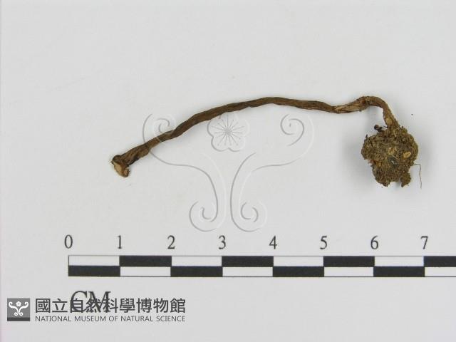 登錄號:F0012053藏品圖，第1張