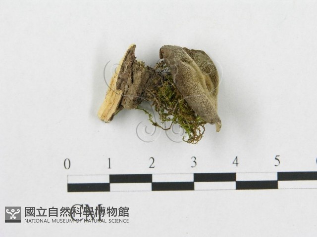 登錄號:F0007053藏品圖，第1張