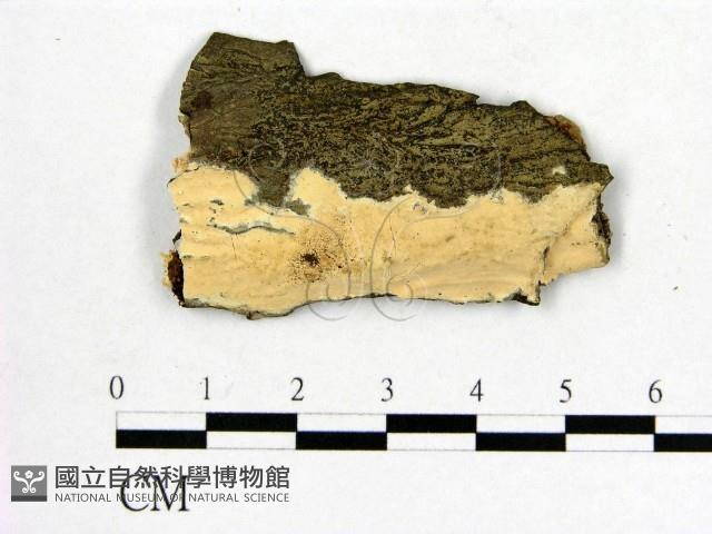 顯絲菌屬藏品圖，第1張
