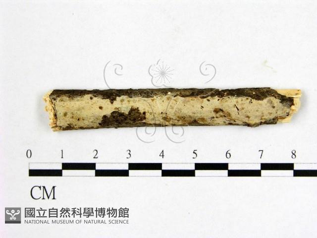 登錄號:F0009053藏品圖，第1張