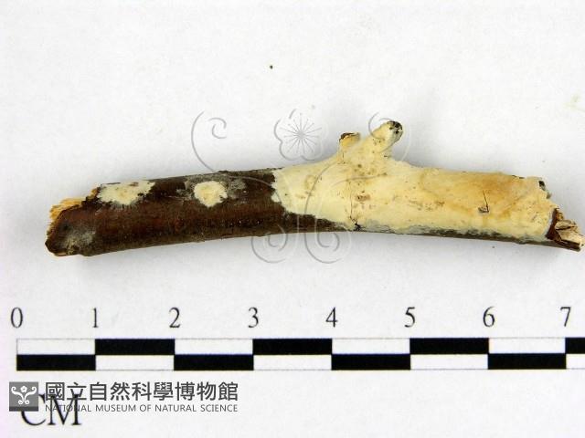 顯絲菌屬藏品圖，第1張