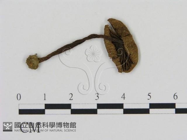 登錄號:F0013053藏品圖，第1張