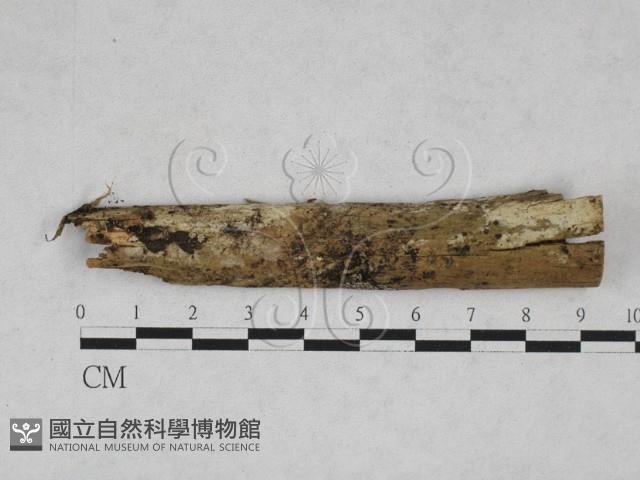 絲齒菌屬藏品圖，第1張