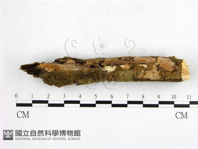 登錄號:F0020353藏品圖，第1張