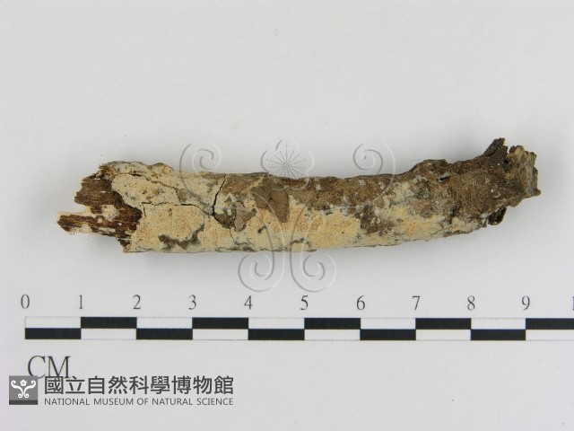 登錄號:F0010353藏品圖，第1張