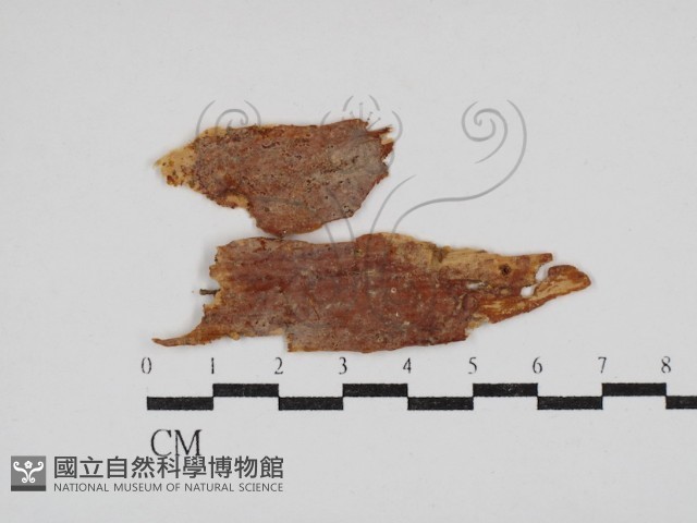 顯絲菌屬藏品圖，第1張