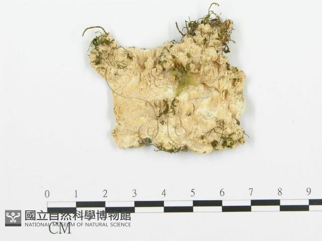 登錄號:F0006353藏品圖，第1張